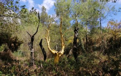 RANDONNÉE DU JEUDI 15 MAI 2025 – Tréhorenteuc -Brocéliande