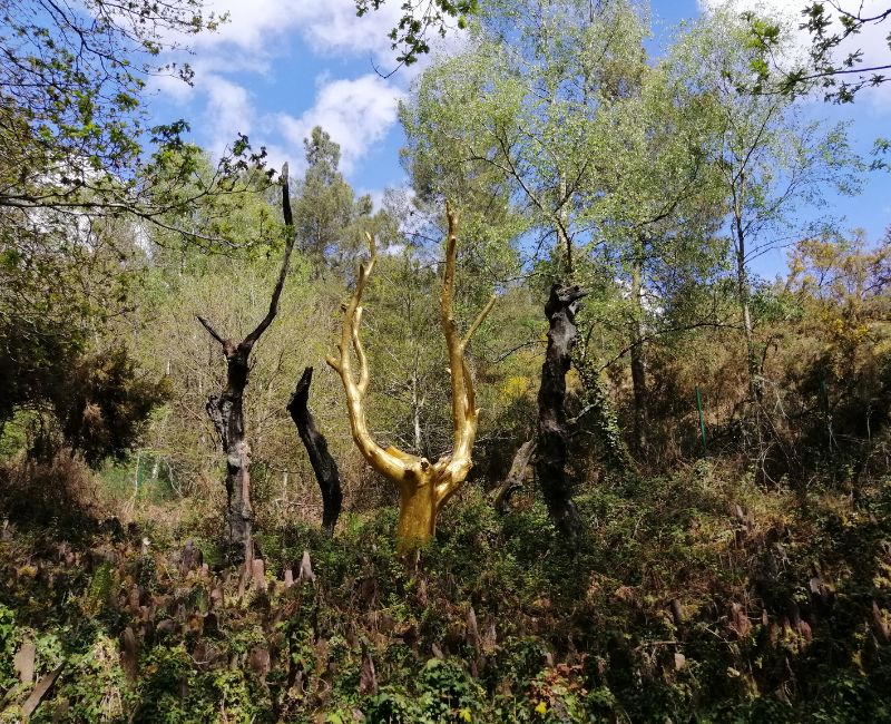 RANDONNÉE DU JEUDI 15 MAI 2025 – Tréhorenteuc -Brocéliande