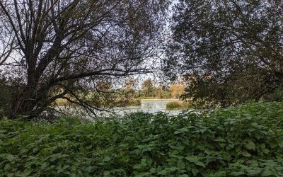 RANDONNÉE DU LUNDI 16 JUIN 2025 – Saint Armel vers Le-Tour-du-Parc
