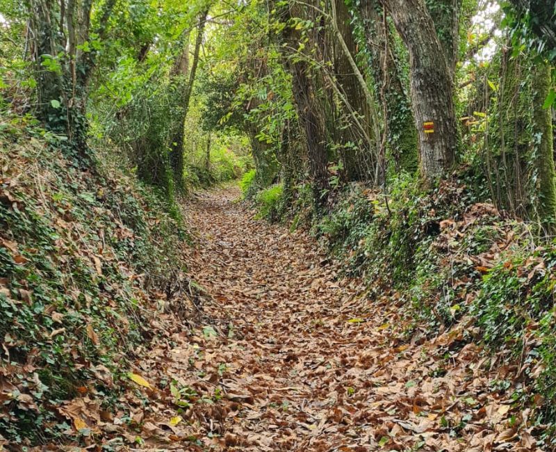 RANDONNÉE DU JEUDI 6 novembre 2025 – Larré