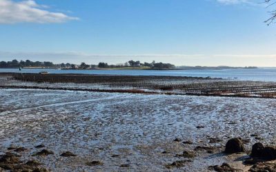 RANDONNÉE DU JEUDI 8 JANVIER 2026 – Arradon – Pointe d’Arradon vers Pointe de Penboc’h