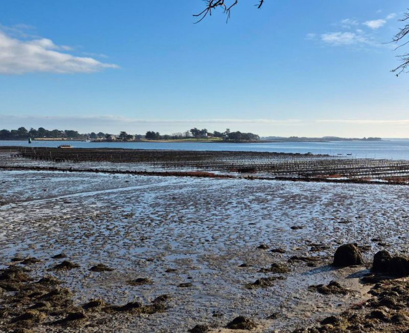 RANDONNÉE DU JEUDI 8 JANVIER 2026 – Arradon – Pointe d’Arradon vers Pointe de Penboc’h