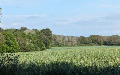 RANDONNÉES DU LUNDI 4 MAI 2026 – Clos Carré vers Surzur