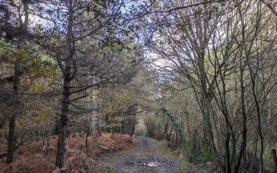 RANDONNÉE DU JEUDI 16 AVRIL 2026 – Surzur – La Croix Rouge Vers Le Goarh