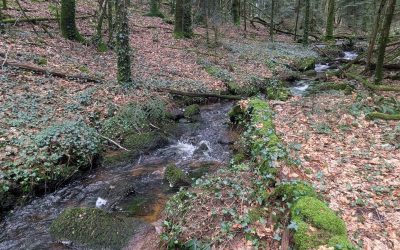 RANDONNÉES DU JEUDI 15 OCTOBRE 2026 – Elven- Bois Le Hayo vers Bois du Huelfau